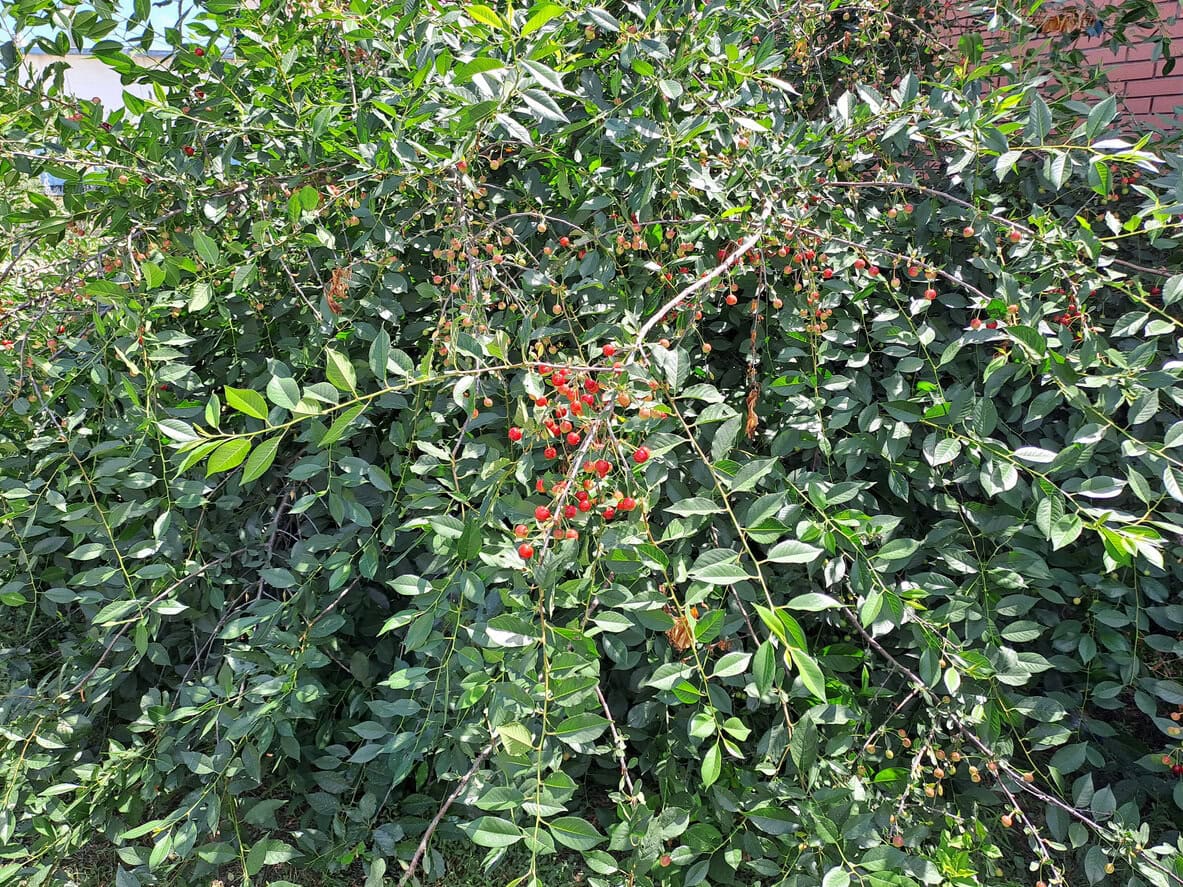 Sour Cherry Tree
