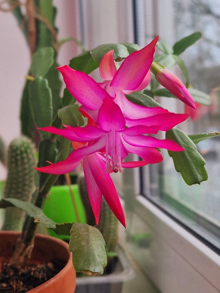 The Best Fertilizer Routine for Christmas Cactus (Month-by-Month Guide)