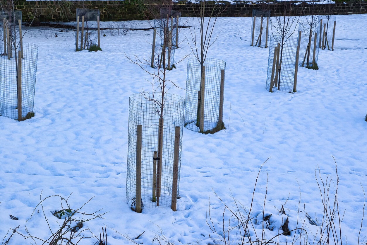 Newly Planted Trees