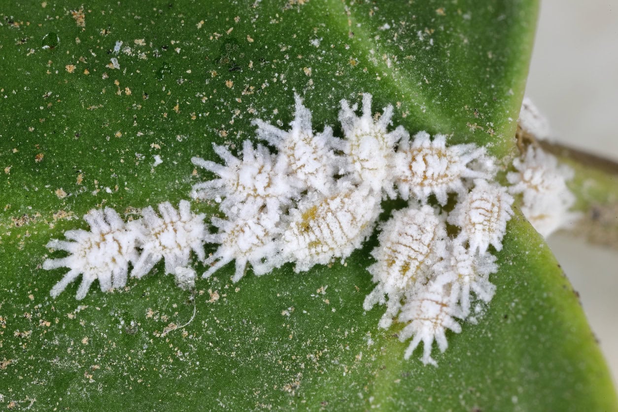 Mealybug