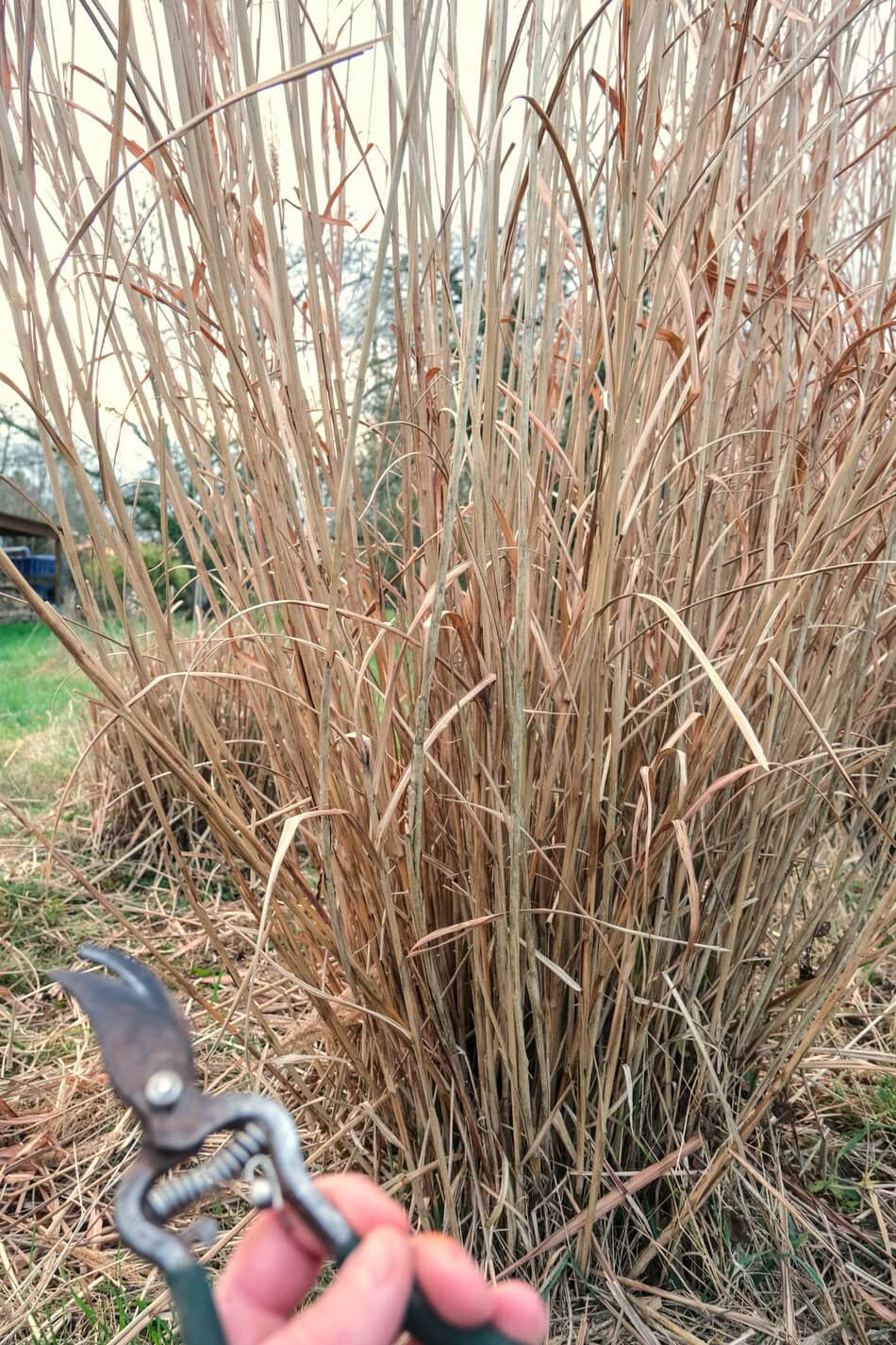 Holding pruners near ornamental grass