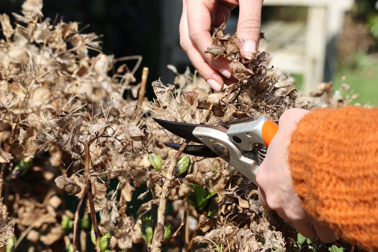 pruning hydrangea