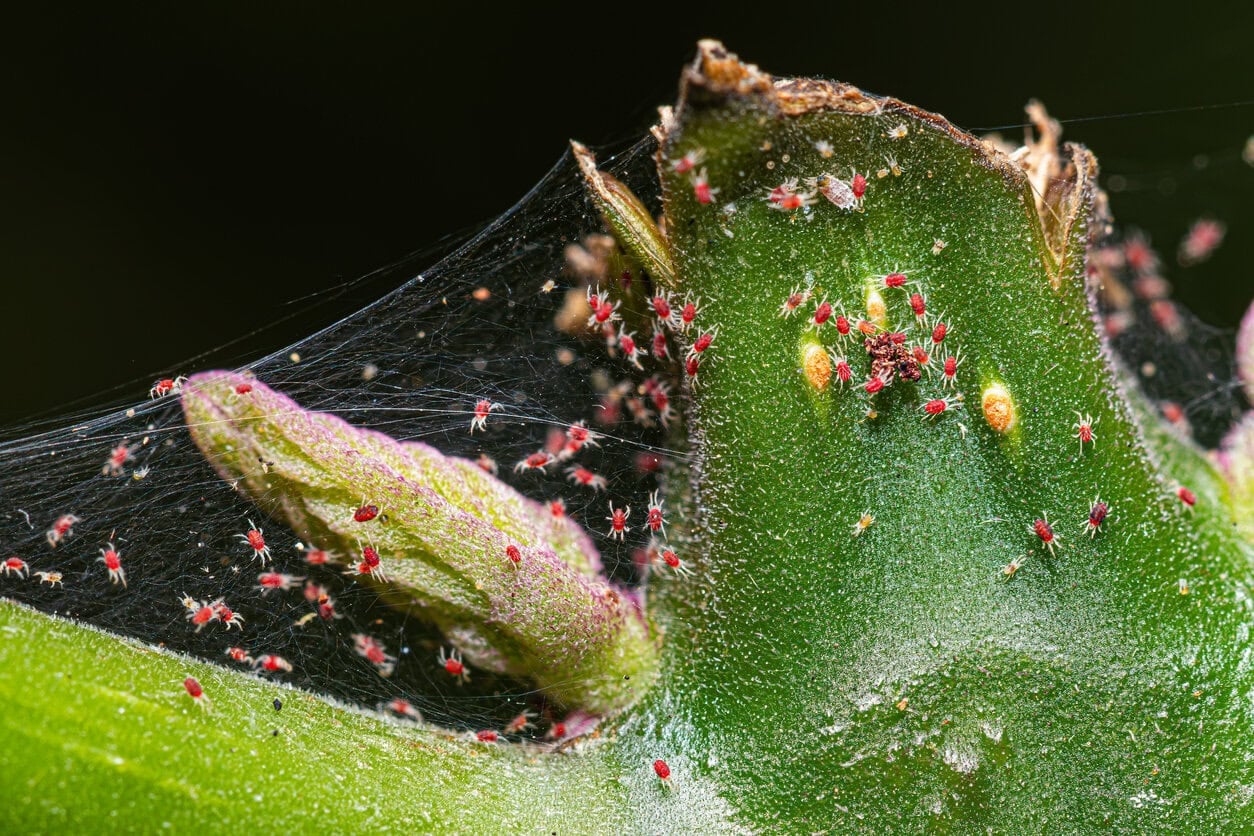 Spider mites