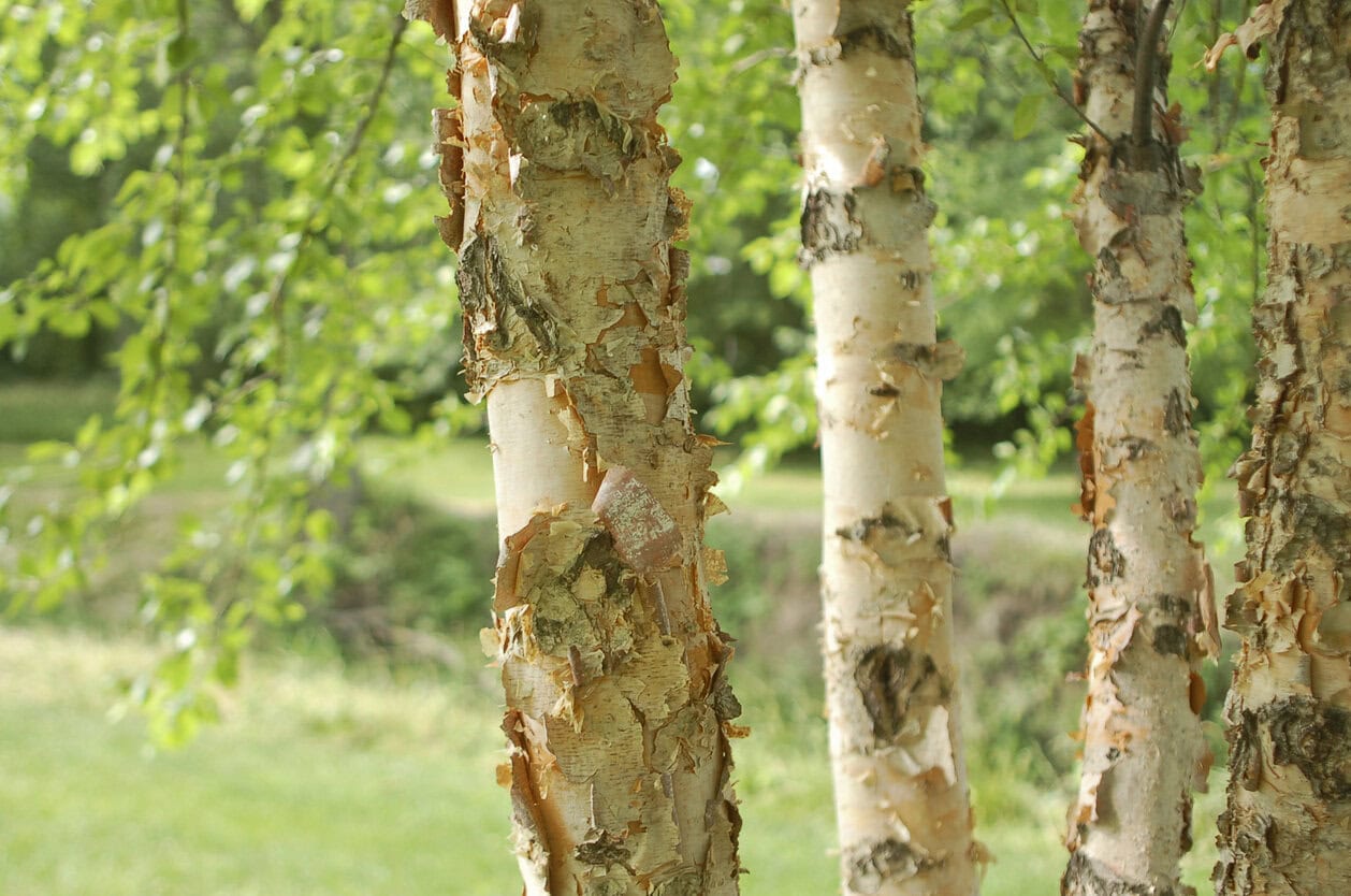 River Birch Tree