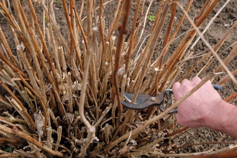 9 Plants You Should Cut Back Before March (Or They’ll Struggle All Year)