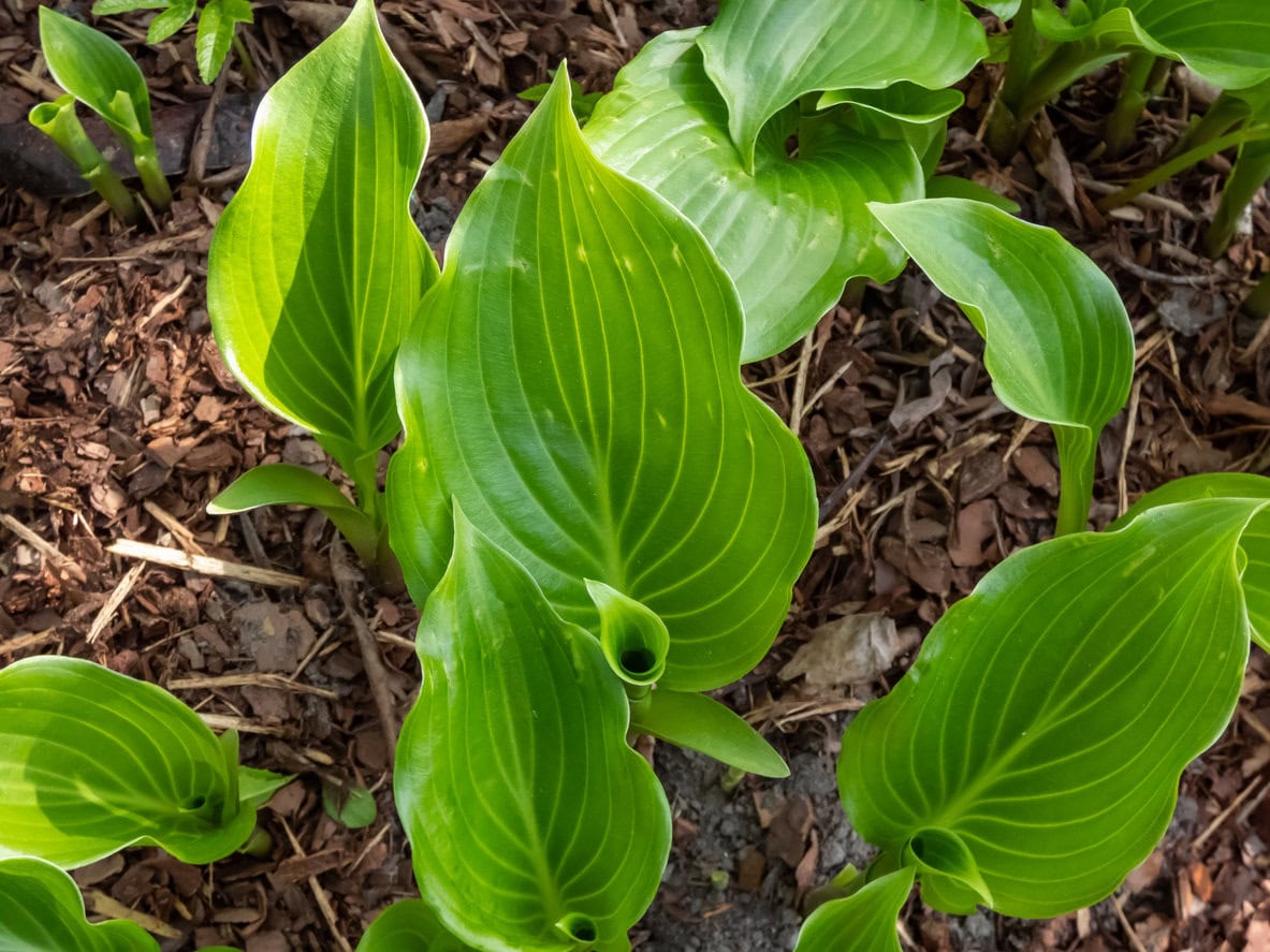 Hosta