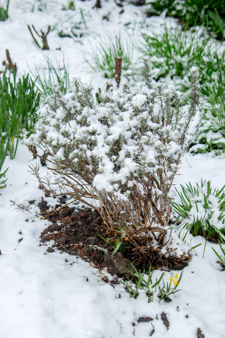 lavender bush in the snow
