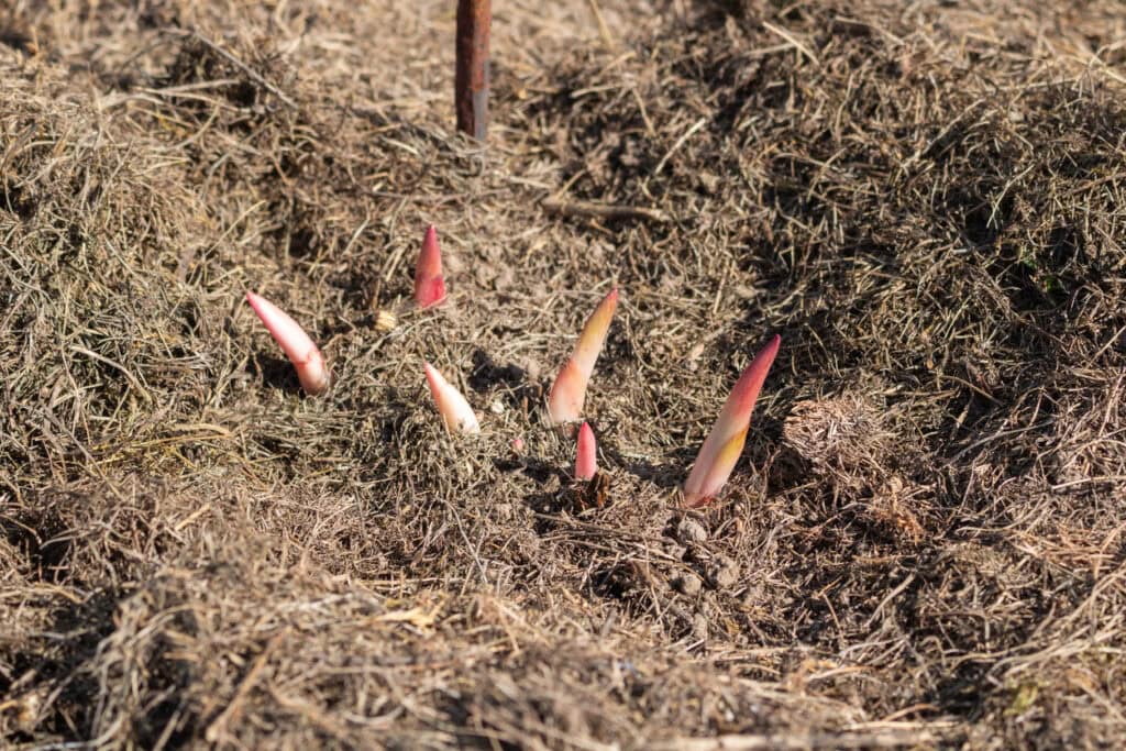 Young peony leaves sprouts