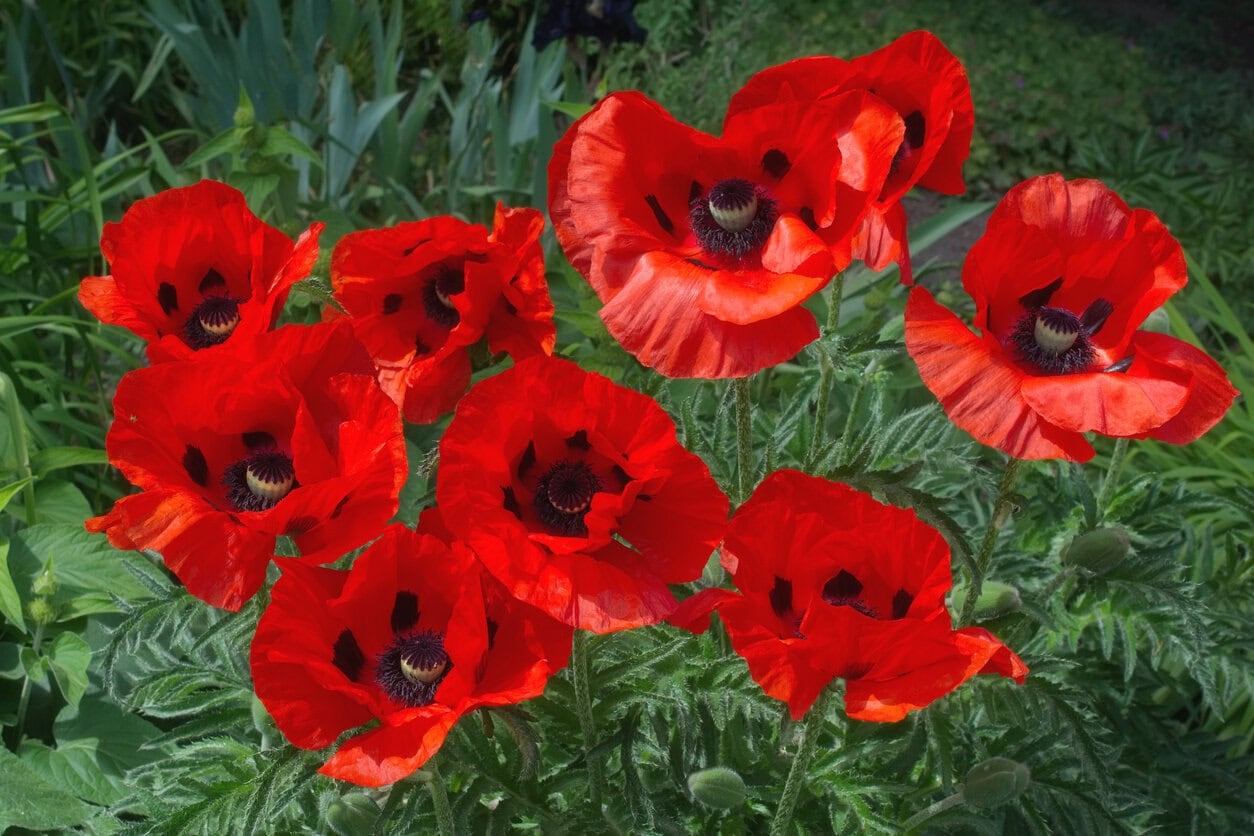 Oriental Poppies