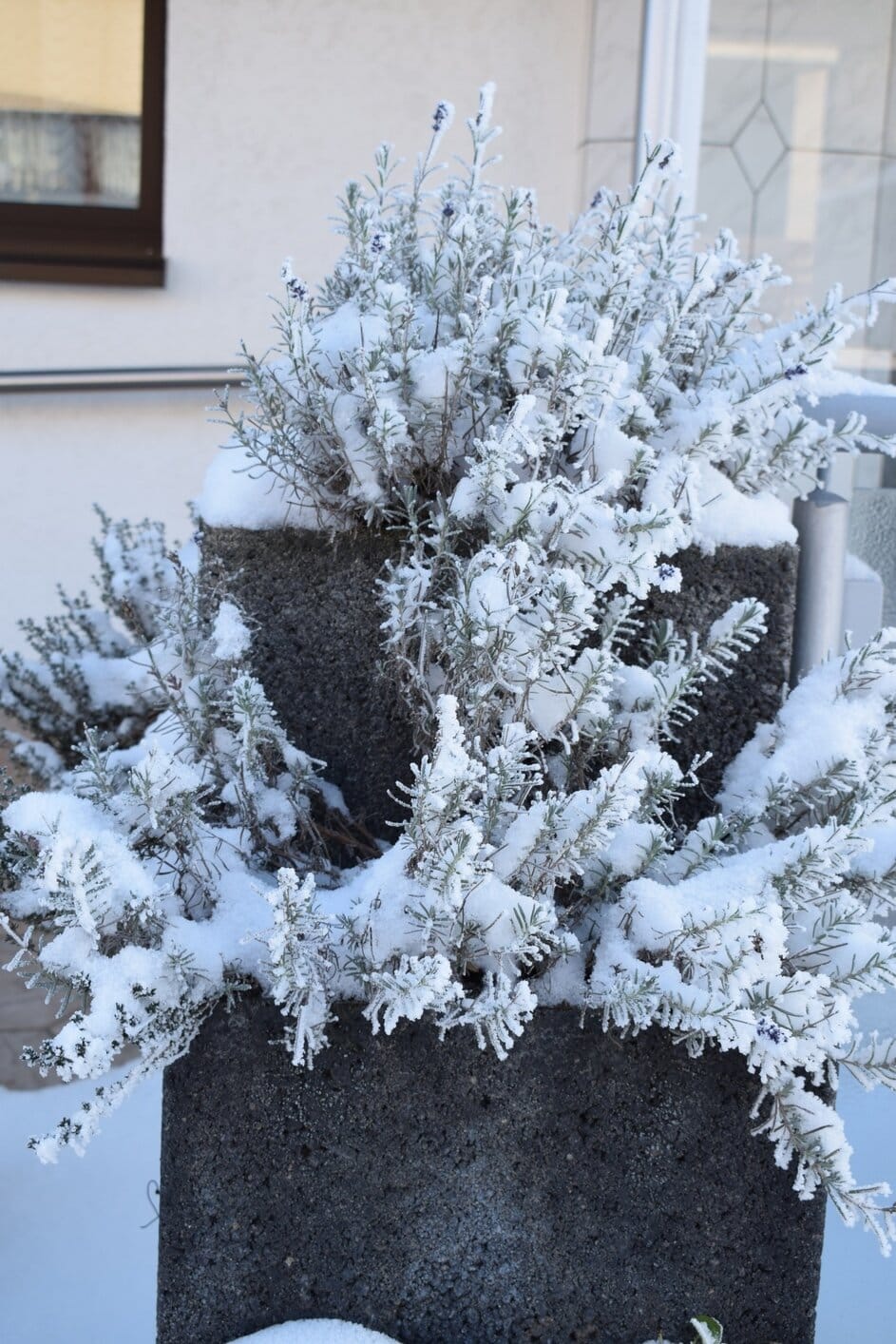Lavender and thyme in a pot snow