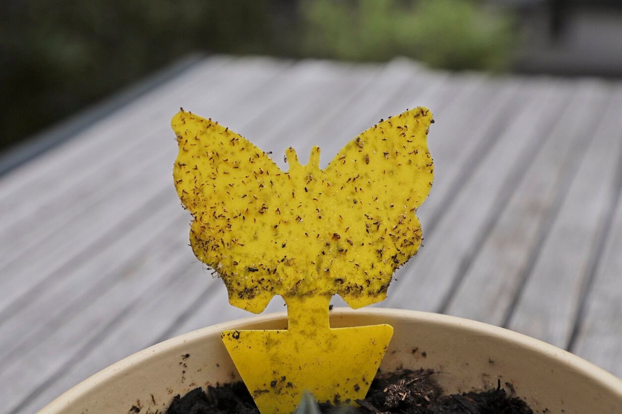 Fungus gnats