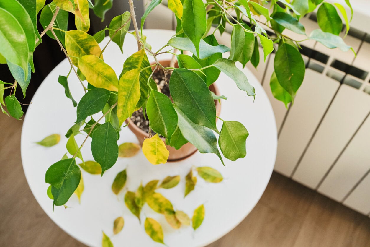Weeping fig dropping leaves