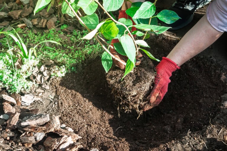 7 Trees and Shrubs You Can Still Transplant in December