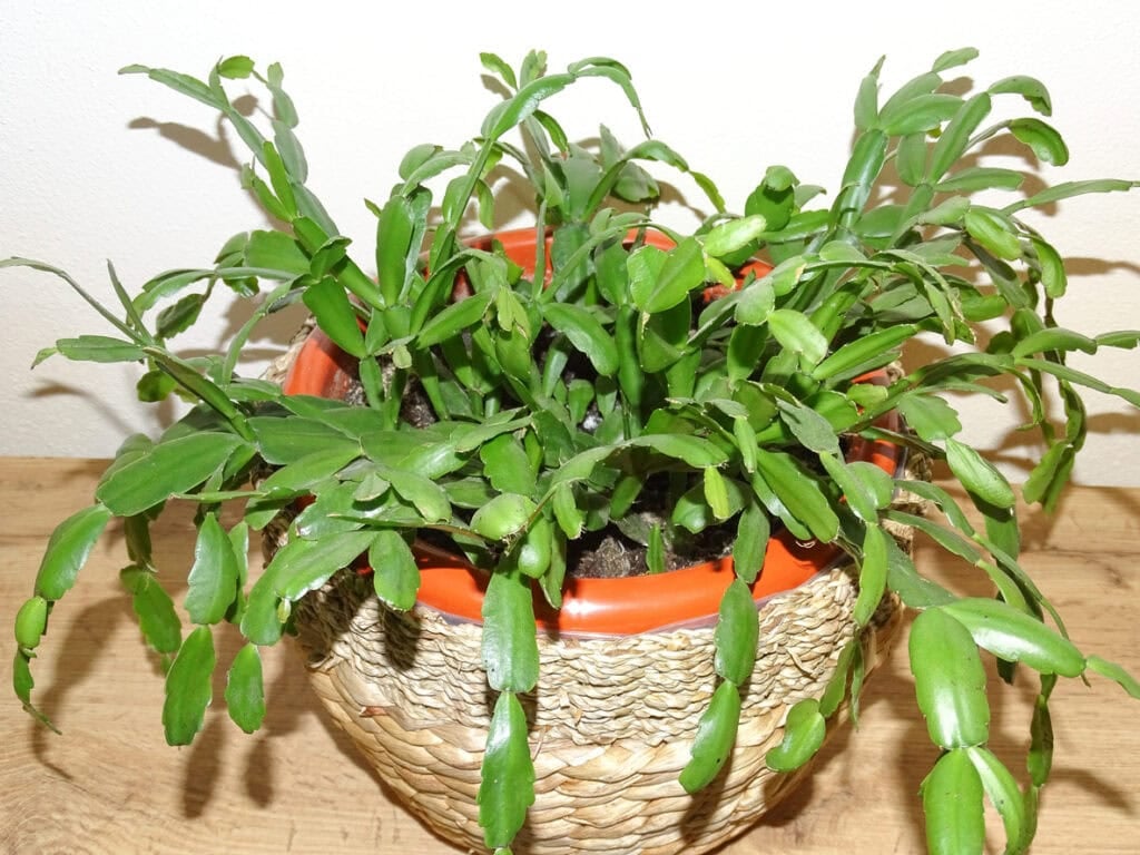 Christmas cactus