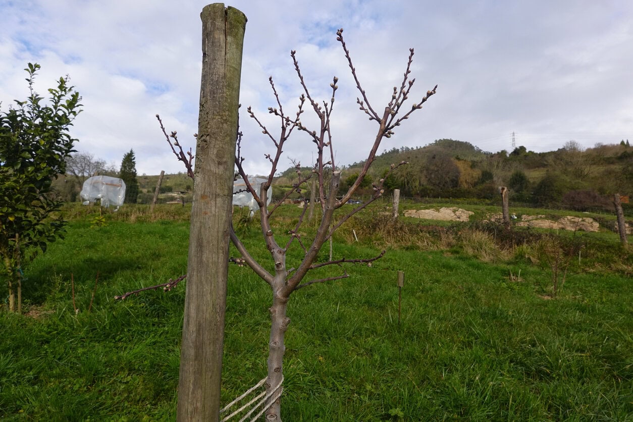 Pruned peach tree