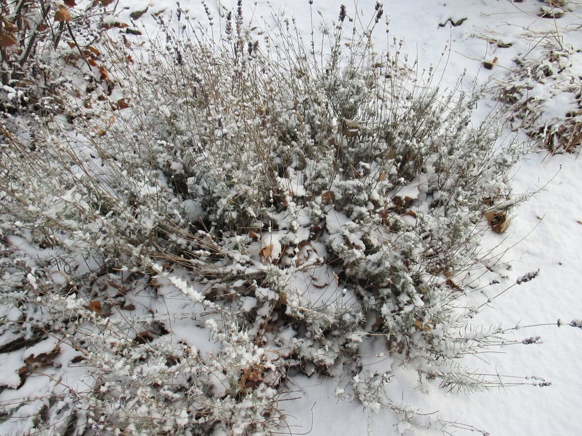 lavender winter