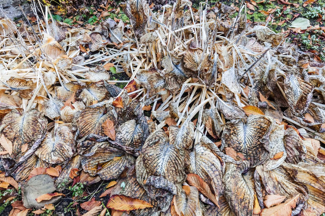withered mushy hosta plant