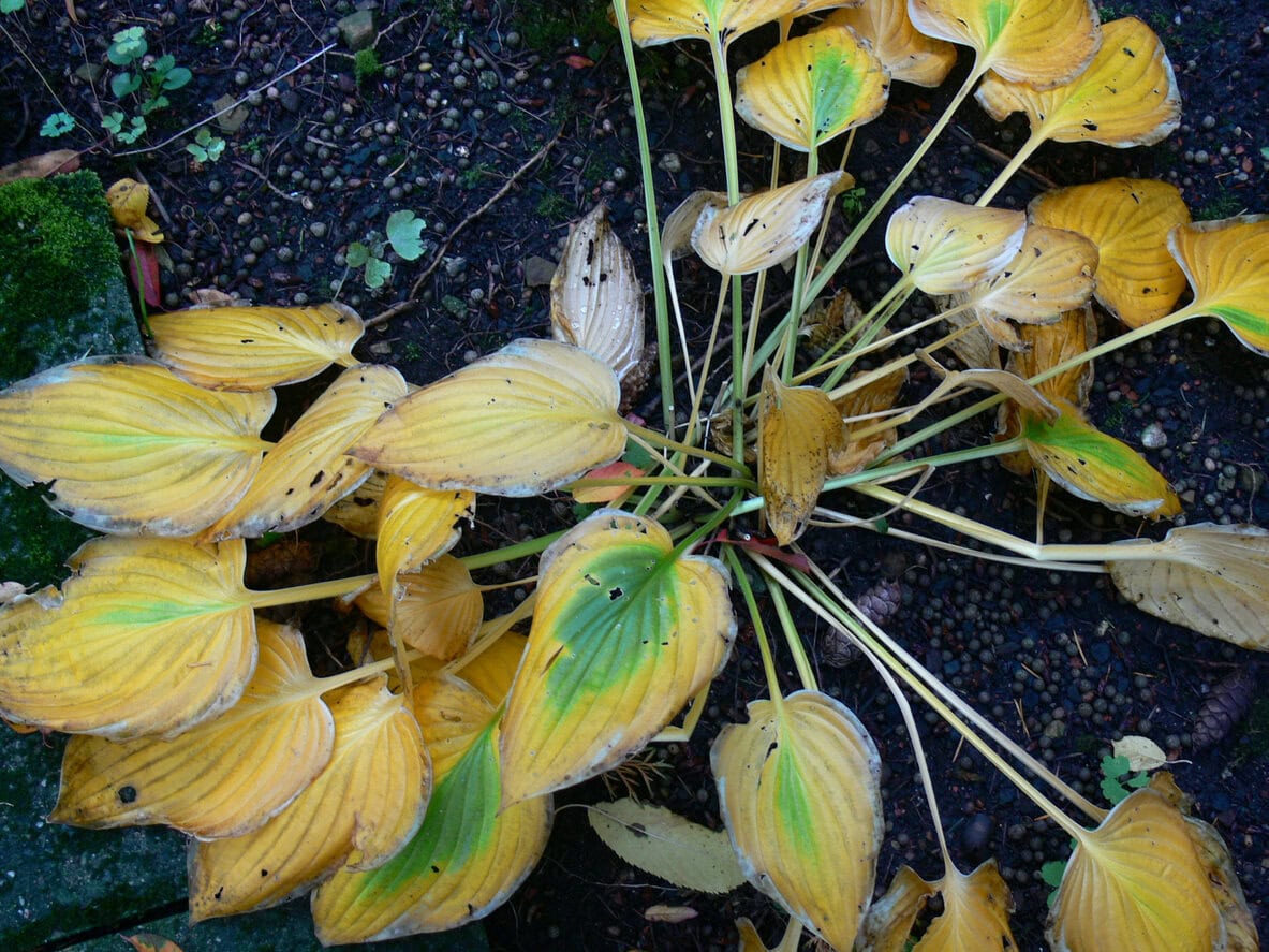 Hosta yellow