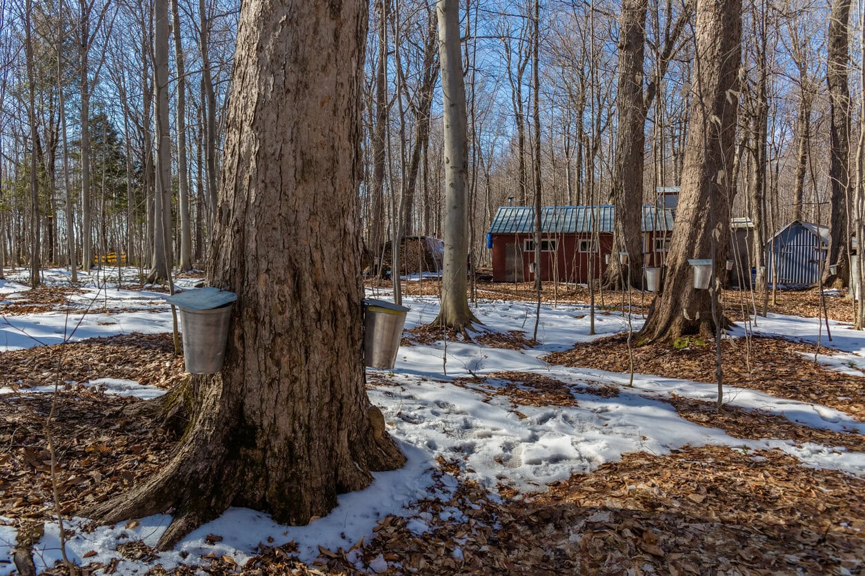 Sugar Maple Tree