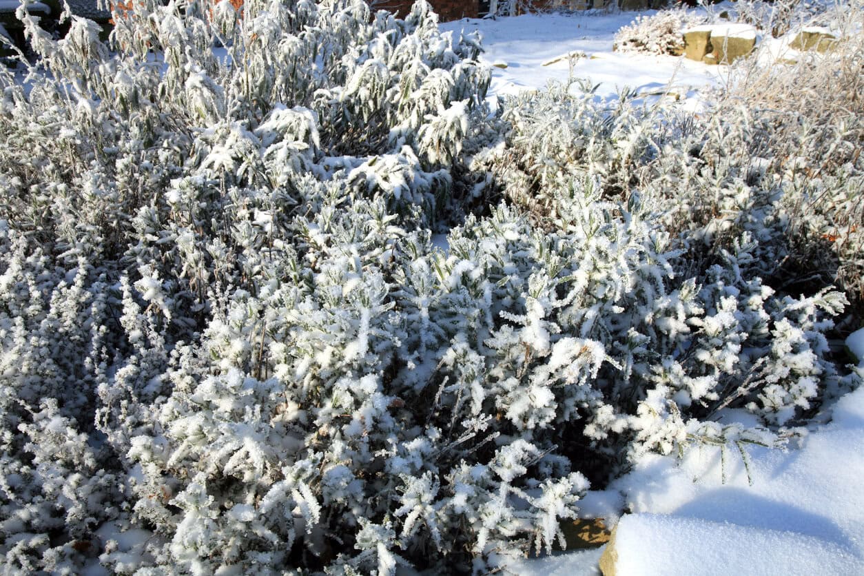 lavender snow