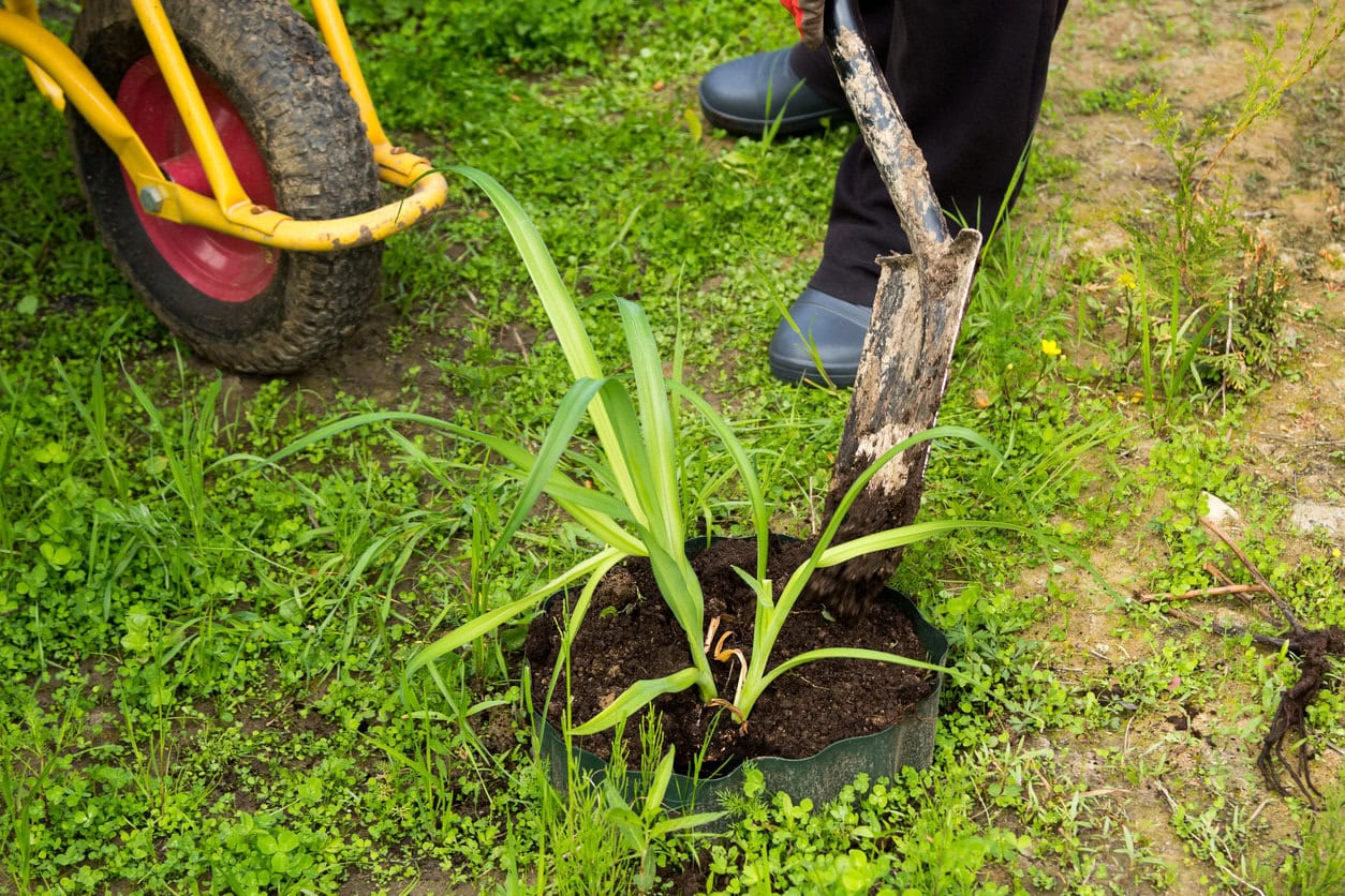 Planting daylily
