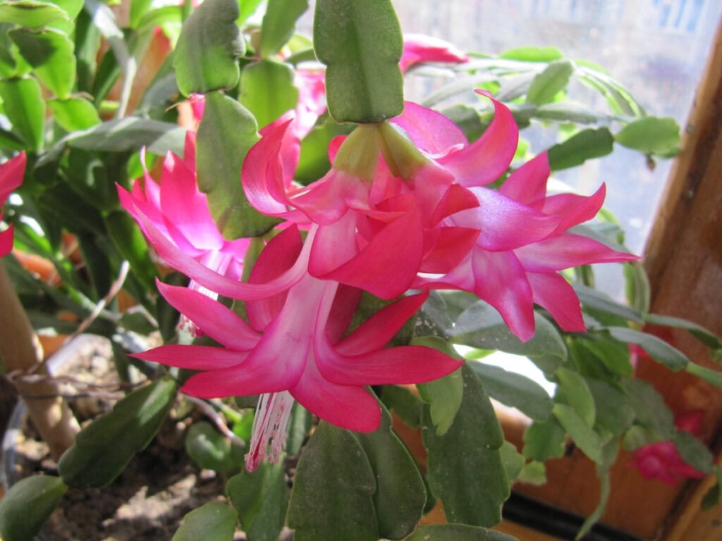 Christmas cactus