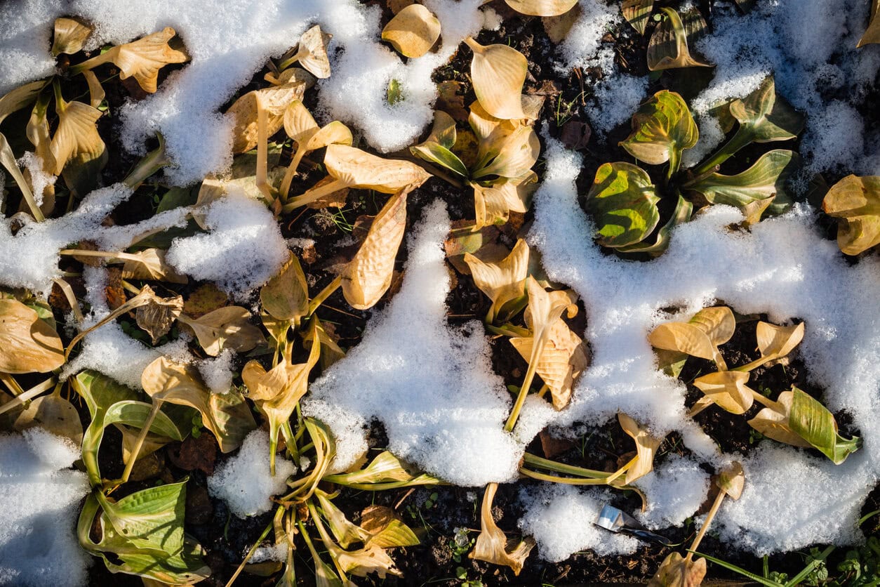 Snow covered hosta