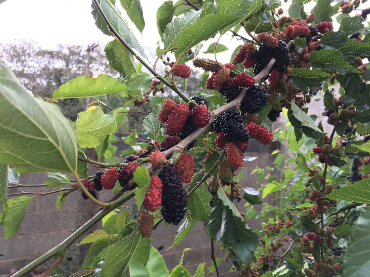 Mulberry Tree