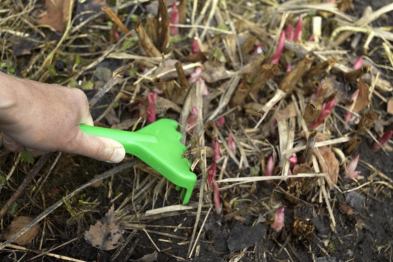 Cleaning around peony sprouts