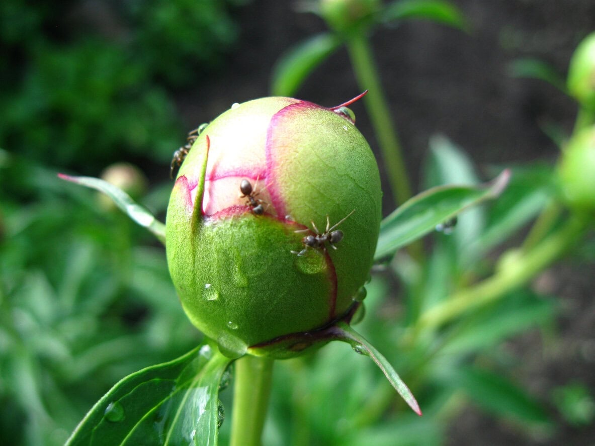 ants peony