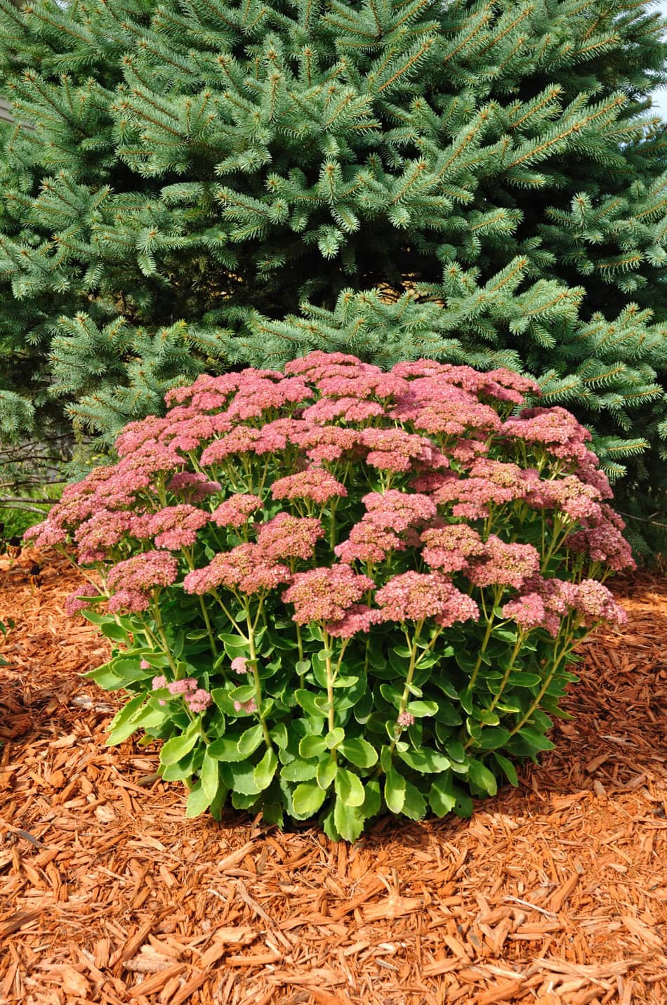 Sedum Autumn Joy