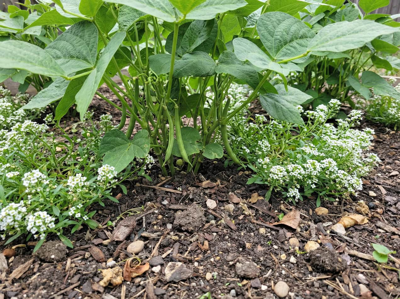 Beans and Alyssum