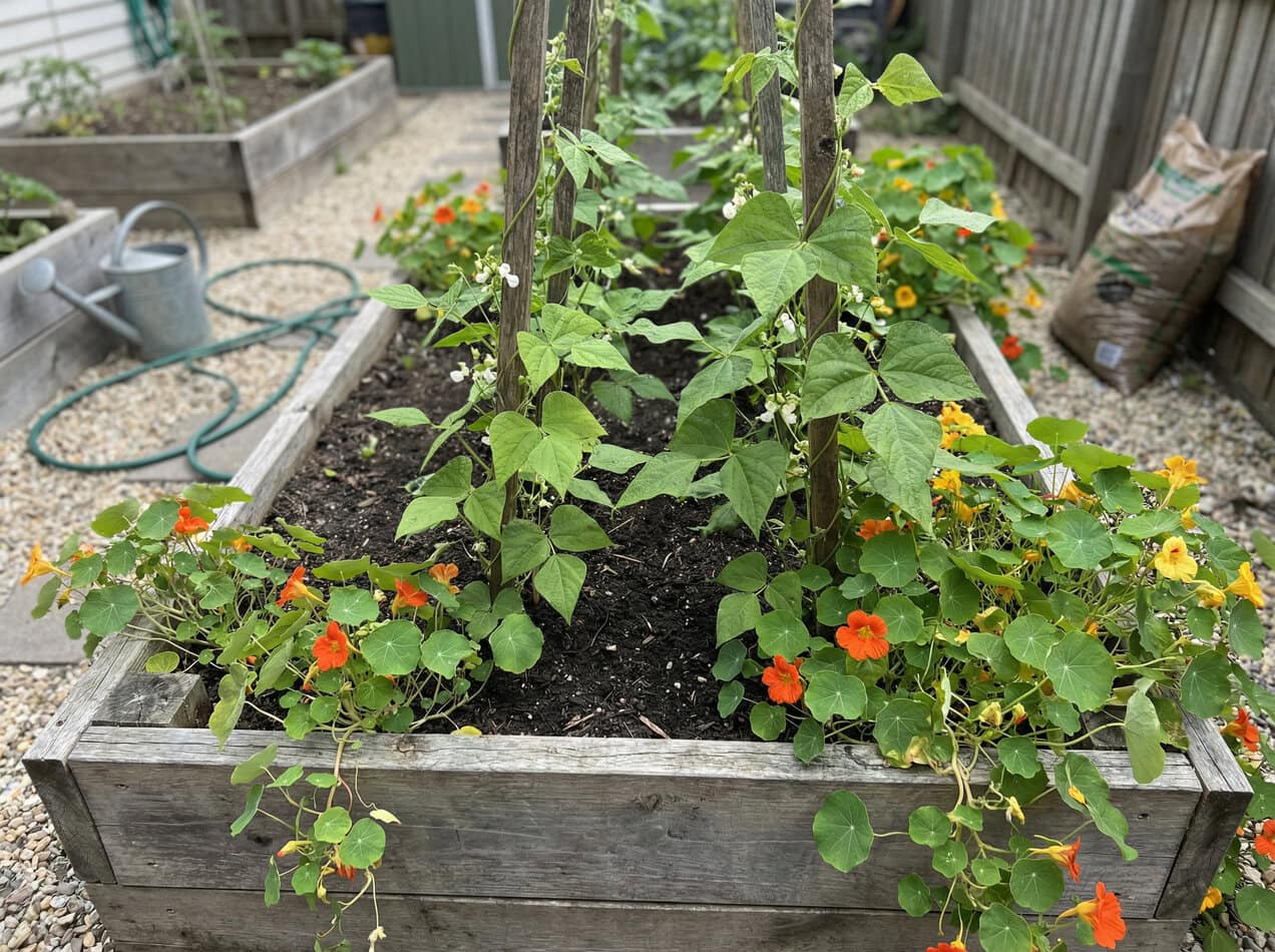 Beans and Nasturtiums