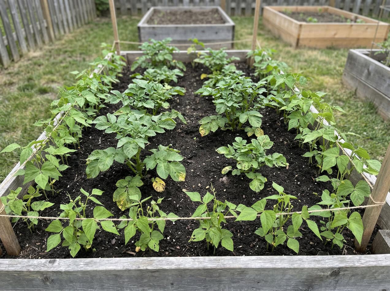 Beans and Potatoes