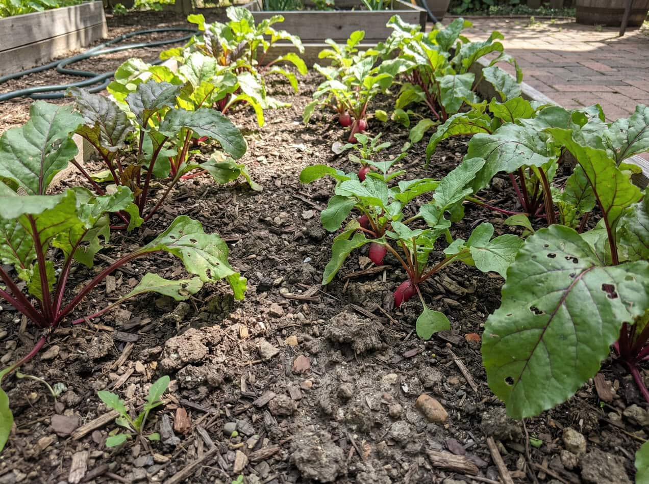 Extraordinary Companion Planting With Beetroot Images