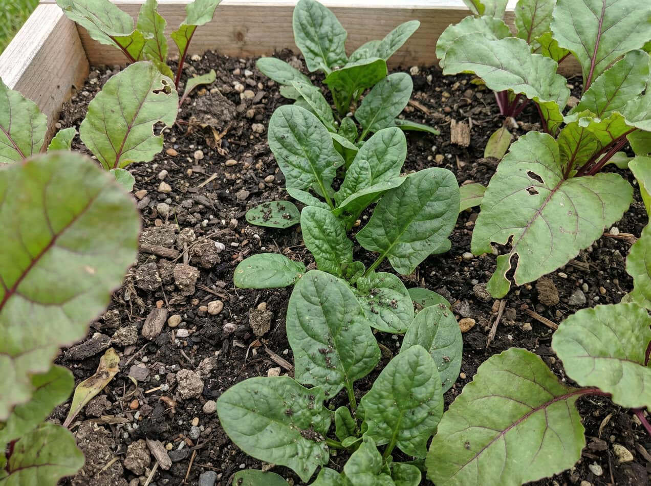 Beets and Spinach