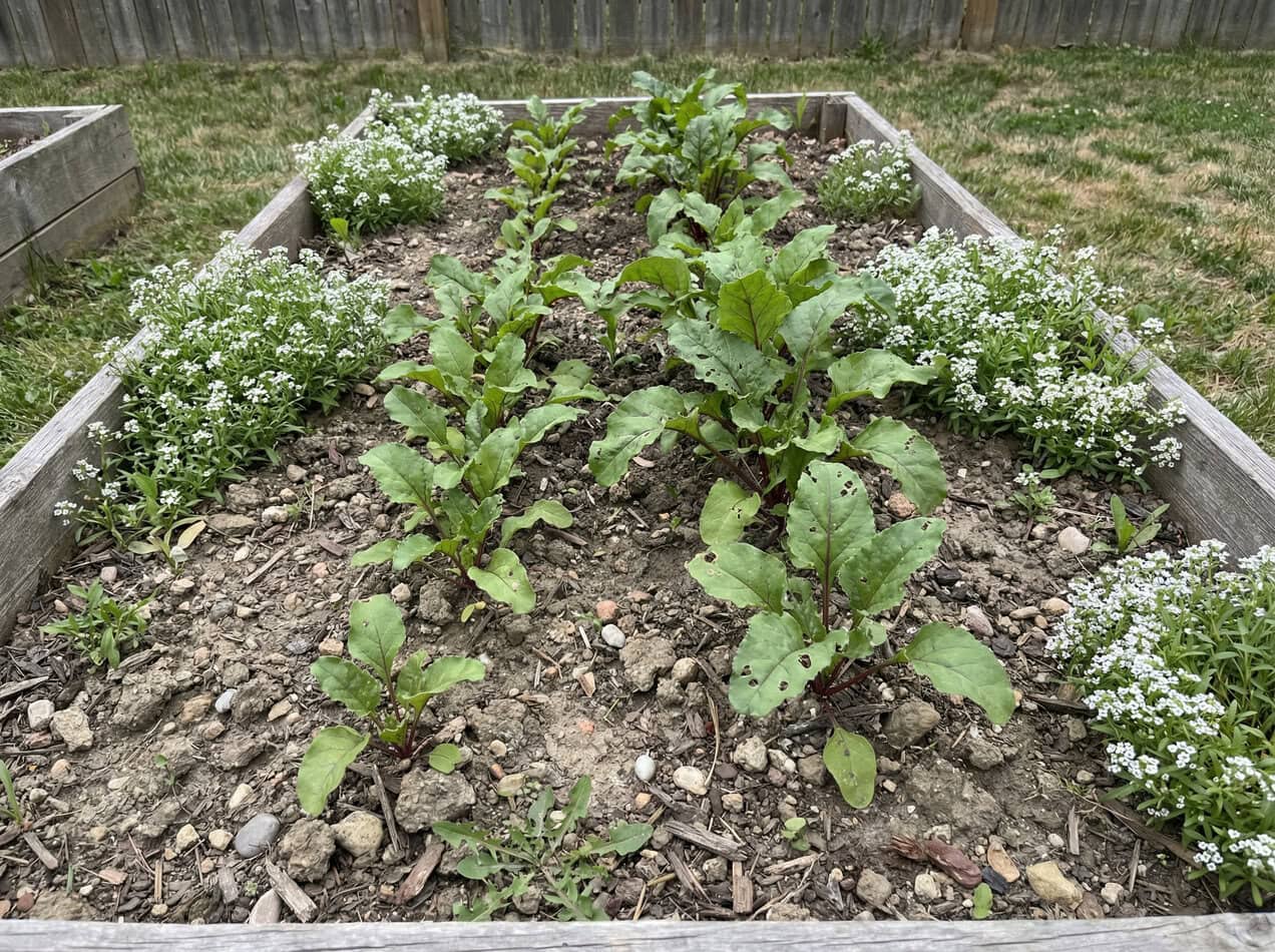 Beets and Sweet Alyssum