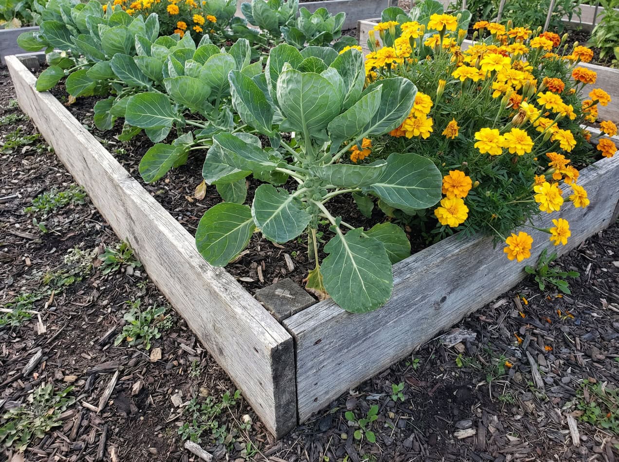 Brussels sprouts and Marigolds