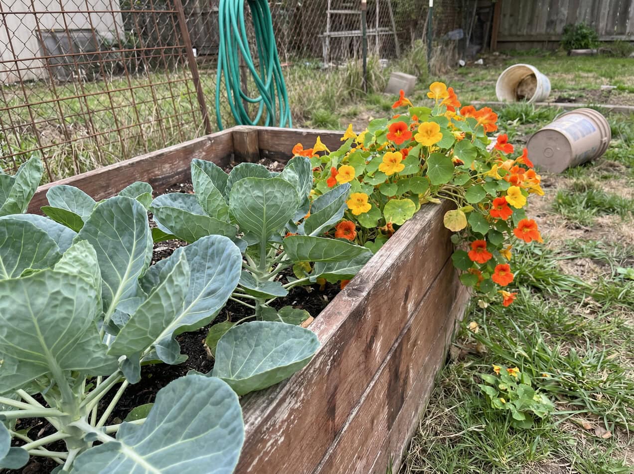 Brussels sprouts and Nasturtiums