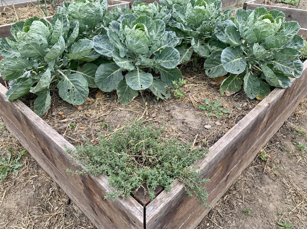 Brussels sprouts and Thyme
