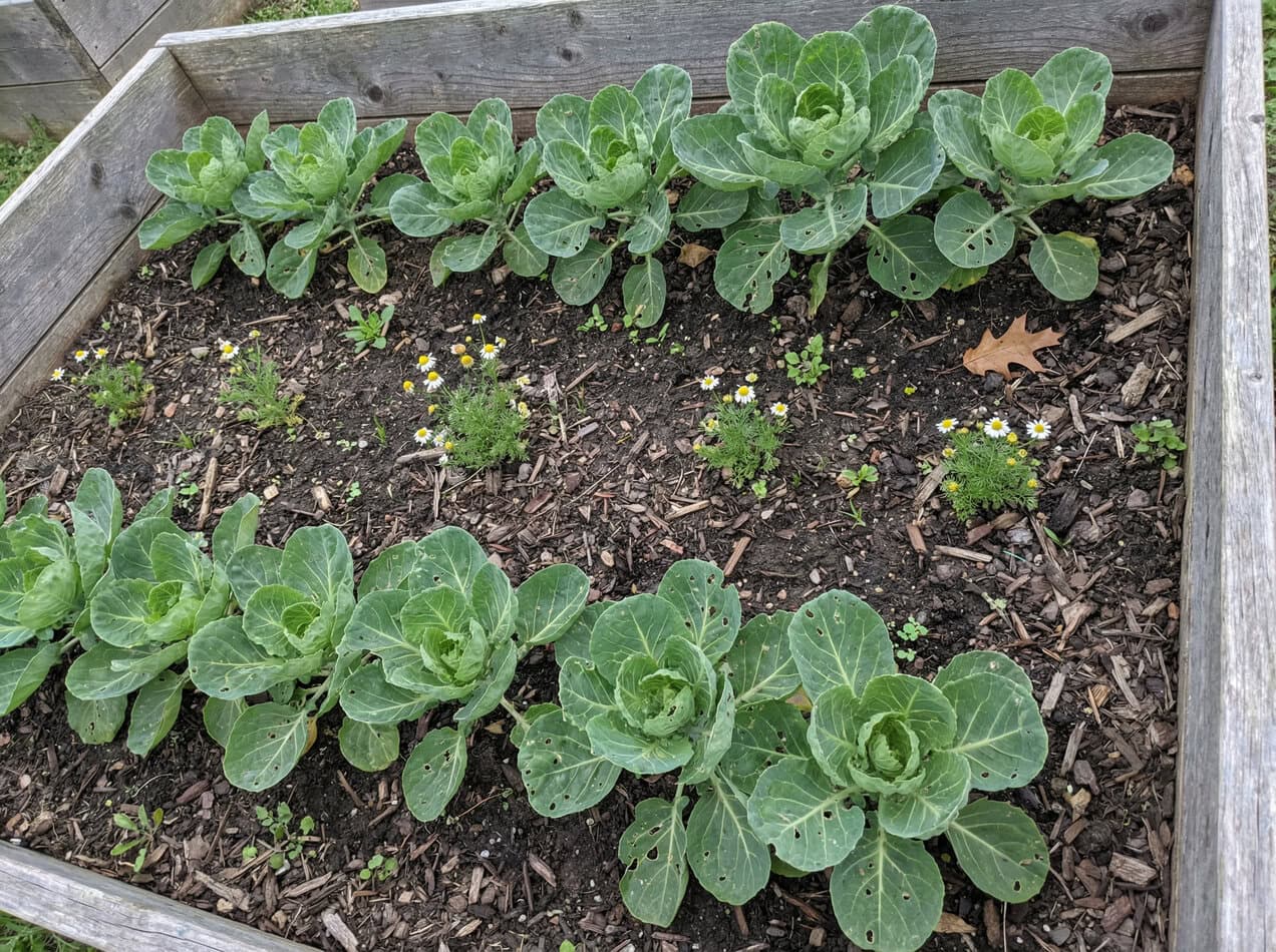 Brussels sprouts and Chamomile