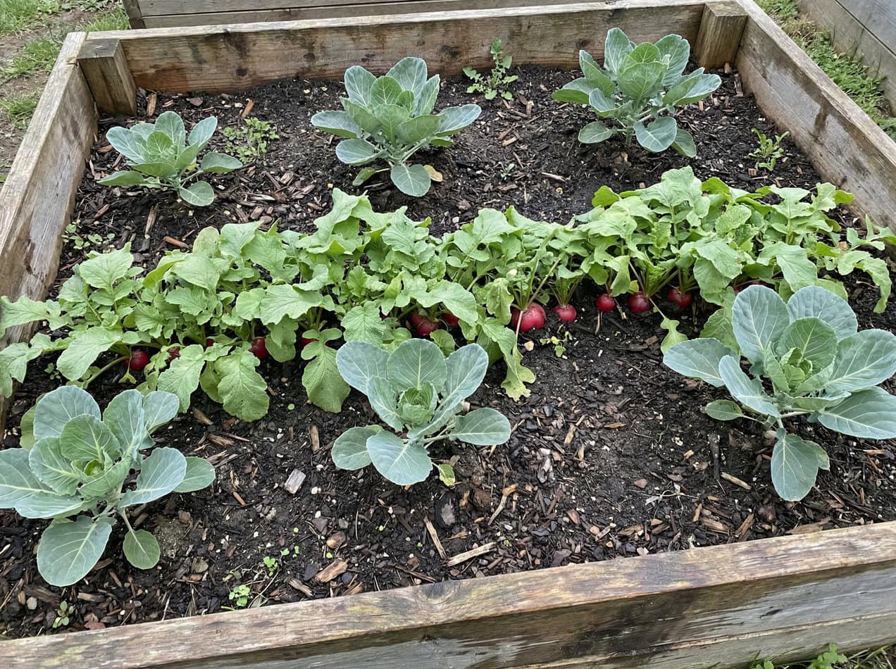 Brussels sprouts and Radishes