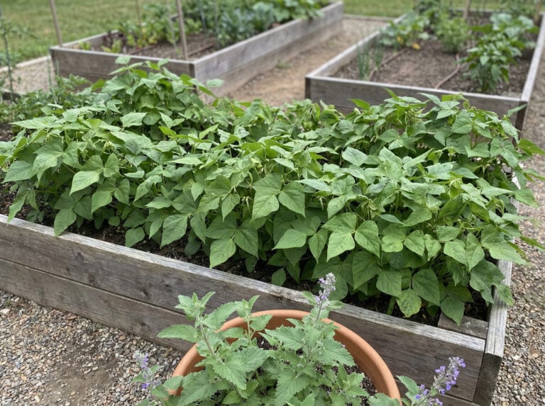 9 Companion Plants for Beans That Increase Yields