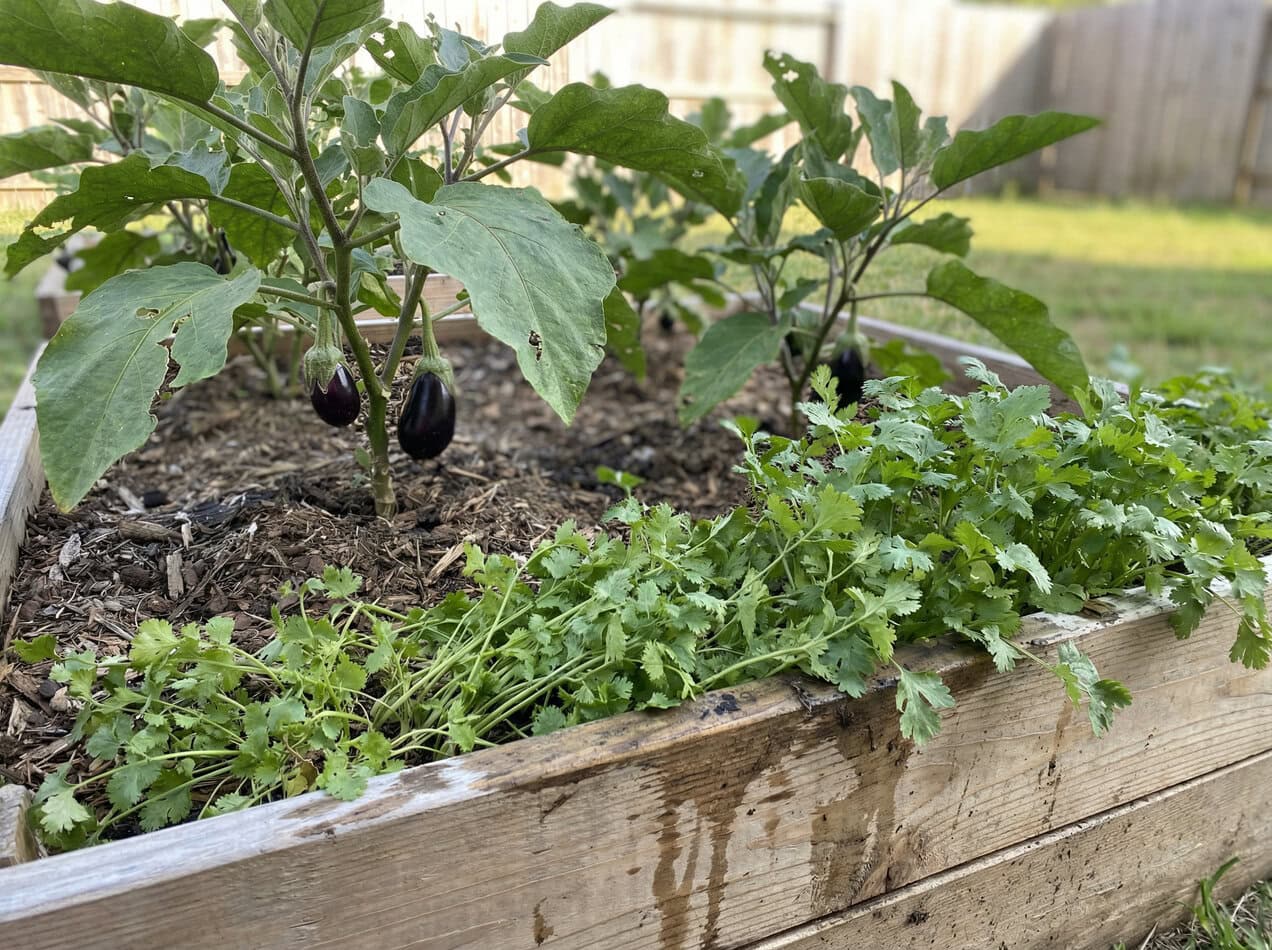 Cilantro and Eggplant