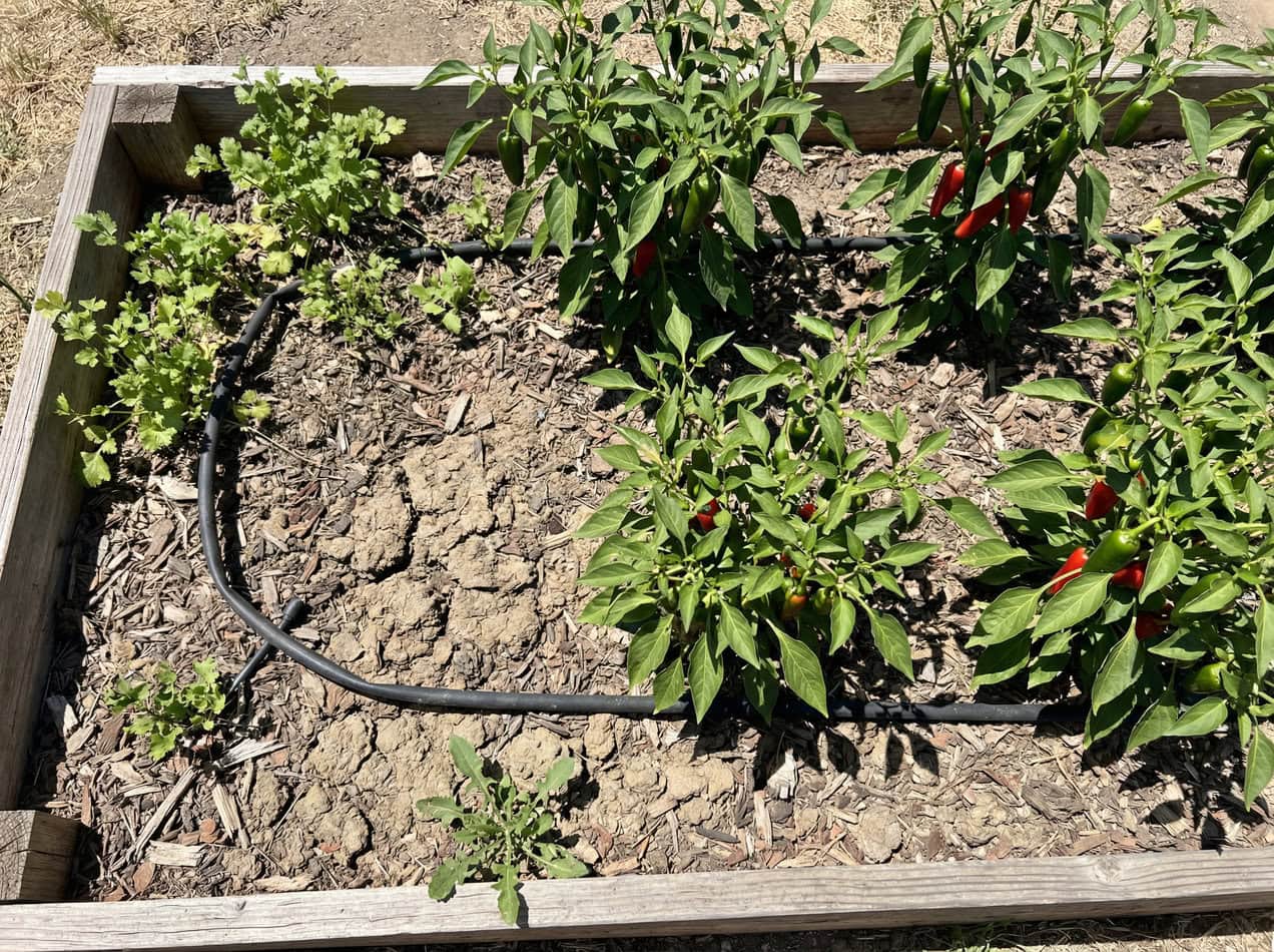Cilantro and Jalapeño Peppers