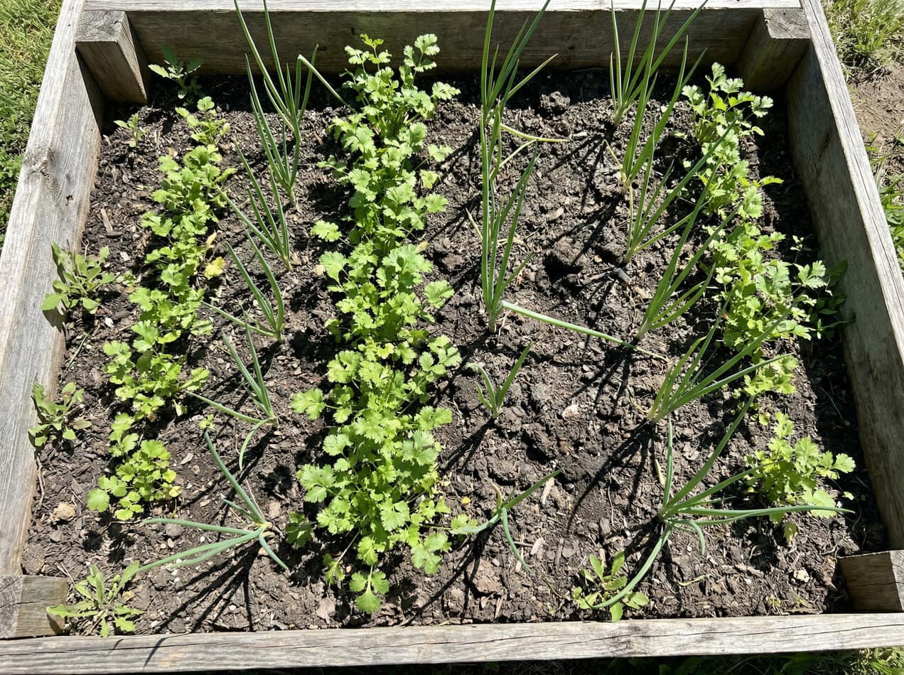 Cilantro and Onions