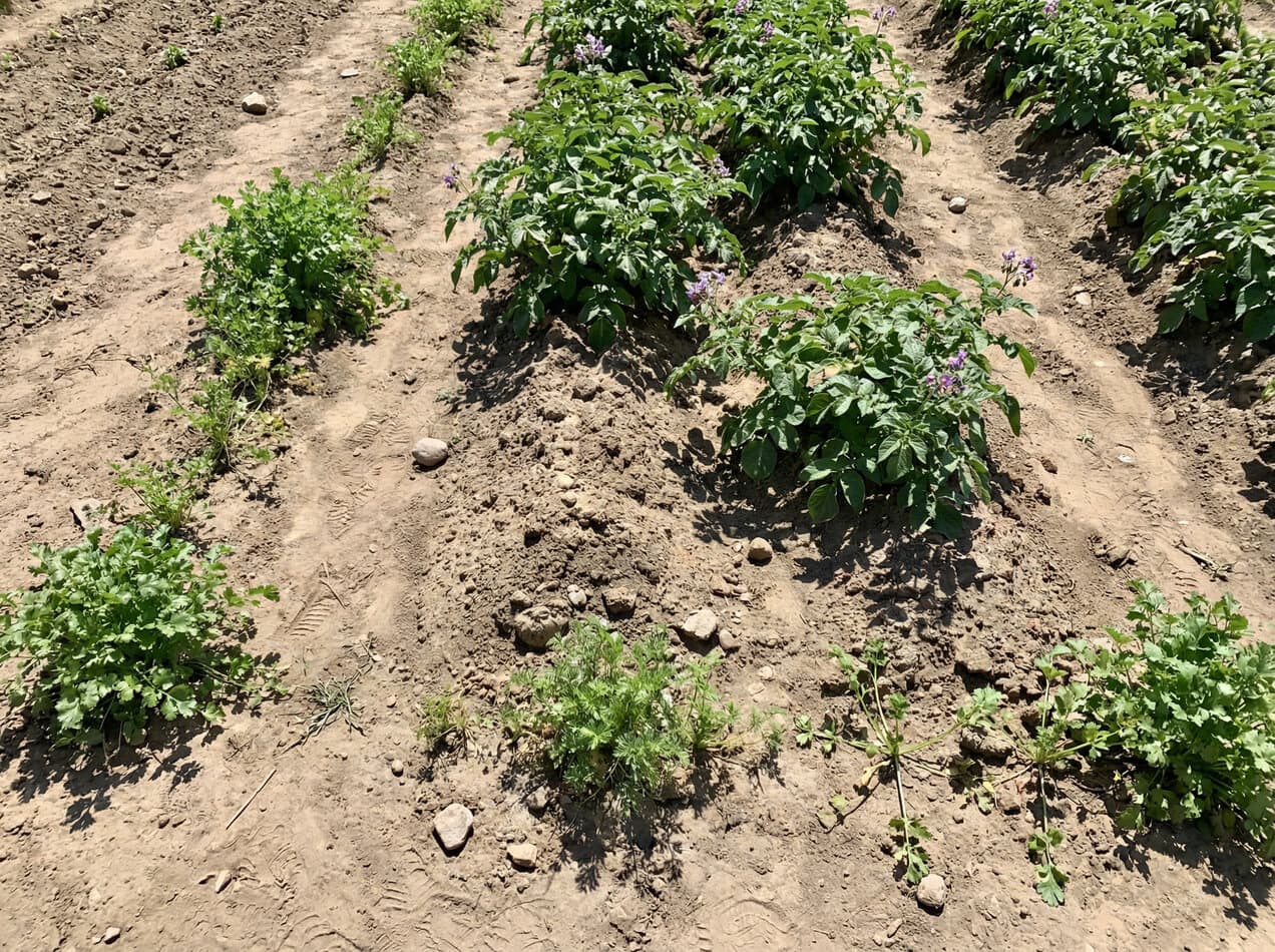 Cilantro and Potatoes
