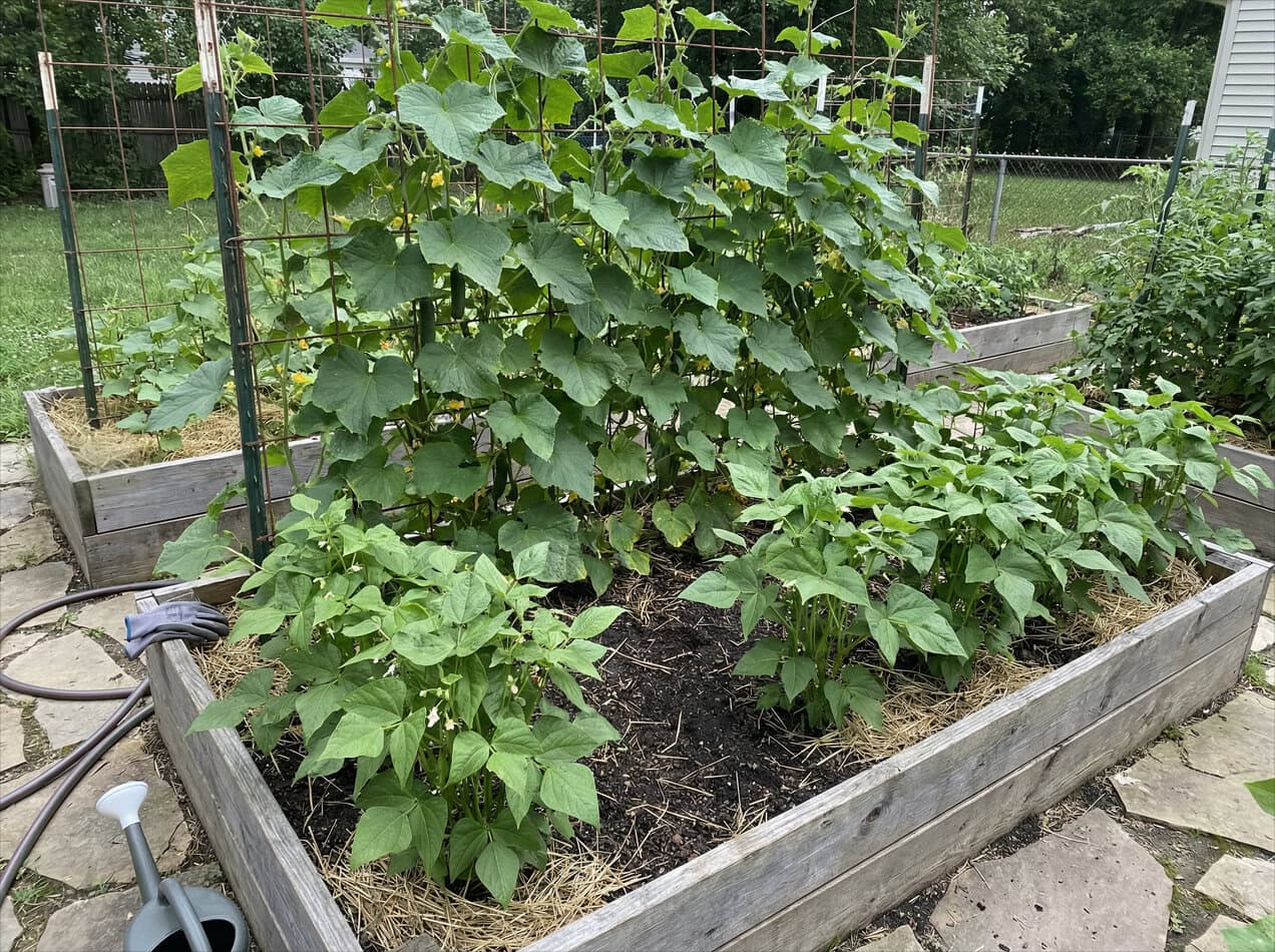 Cucumbers and Bush Beans