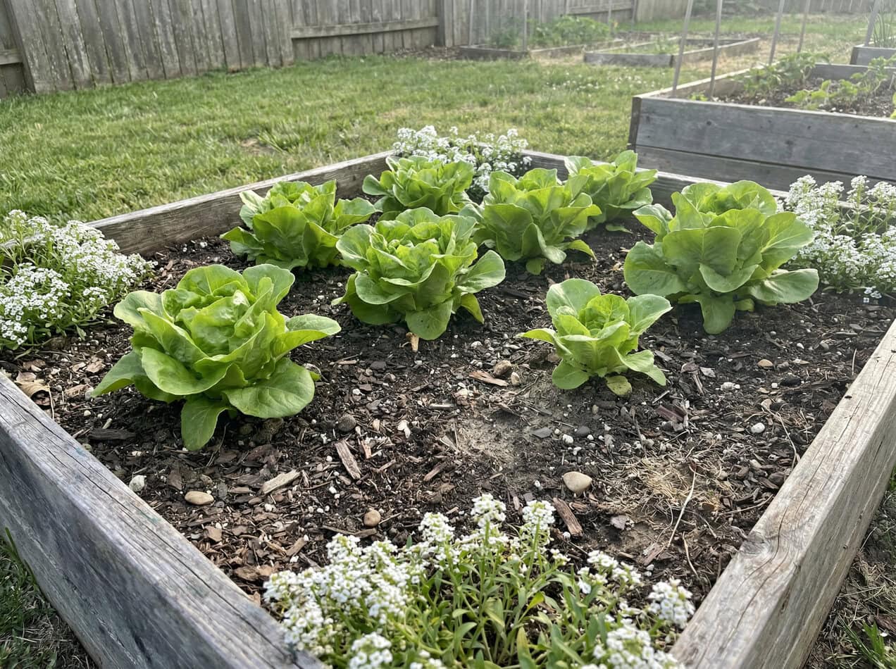 Lettuce and Sweet Alyssum