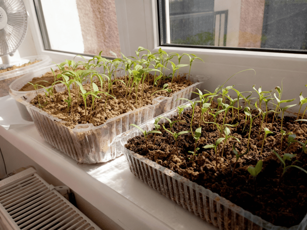 Seedlings with fan nearby
